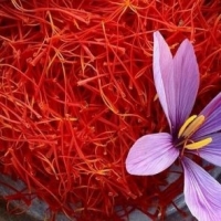 سود اصلی زعفران در جیب کشورهای واسط و دلال ها